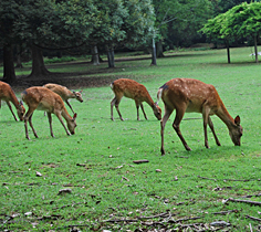 NARA